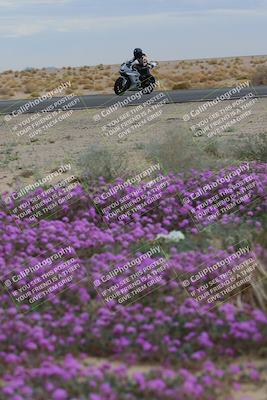 media/Jan-14-2023-SoCal Trackdays (Sat) [[497694156f]]/Turn 14 Exit Bloomig (145pm)/